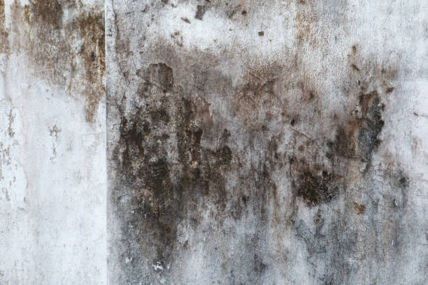 Best Mold-Related Health Consultation  in Rlborough, MA