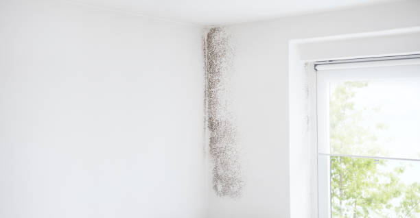Best Mold Remediation for Healthcare Facilities  in Rlborough, MA